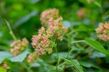Bahçedeki bir dalda kırmızı mürver (Sambucus racemose) enfeksiyonları