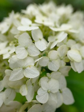 Çiçek açan beyaz ortanca (Hydrangea makrophylla) bahçedeki bir dalda çiçek açar
