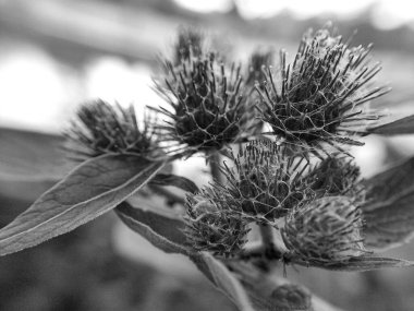 Çayırda siyah beyaz bir makro fotoğrafta, yünlü dulavrat (dulavrat dulavratotu, Arctium tomentosum) enfeksiyonları
