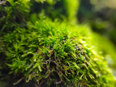 Yeşil yosunların yaz parkındaki bir ağaçtaki yakın fotoğrafını çek.