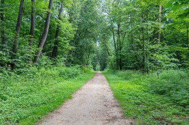 Yaz boyunca Moskova parkında boş patika, canlı yeşil renk.