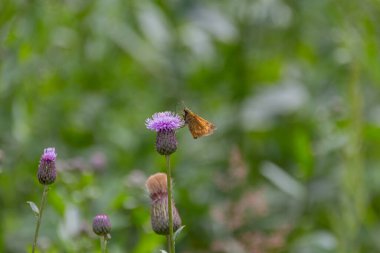 Büyük Skipper Kelebeği (Ochlodes Sylvanus) tarla devedikeni (Cirsium arvense, sürünen devedikeni) mor çiçekleri üzerinde oturur.).