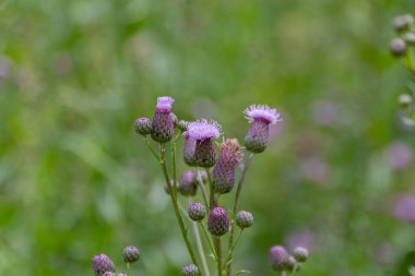 Tarla devedikeni (Cirsium arvense, Kanada devedikeni, sürünen devedikeni) otlağın üzerinde.