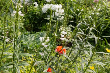 Sahte ejderha başı (Physostegia virginiana) yaz boyunca bir çayırda bitki yetiştirir.