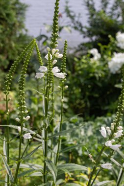 Sahte ejderha başı (Physostegia virginiana) yaz boyunca bir çayırda bitki yetiştirir.