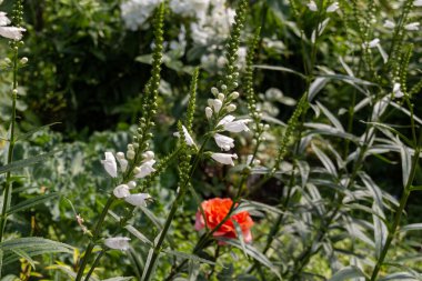 Sahte ejderha başı (Physostegia virginiana) yaz boyunca bir çayırda bitki yetiştirir.
