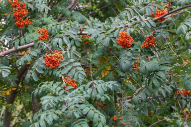 Parkta kırmızı meyveli dağ külleri (Sorbus aucuparia) ağacı