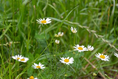 Bir öküz gözü papatyasının çiçek açan çiçekleri (Leucanthemum vulgare) bir çayırda