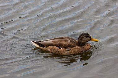 Gri ördek (Pasifik siyah ördeği) yaz boyunca gölette yüzer.