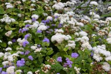 Bahçede çiçek açan beyaz ve mor Meksika boya fırçası (Ageratum houstonianum)