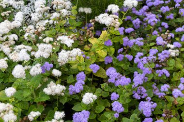 Bahçede çiçek açan beyaz ve mor Meksika boya fırçası (Ageratum houstonianum)