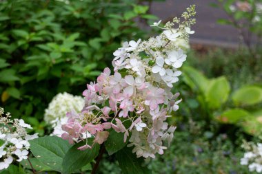Çiçek açan meşe yaprağı ortancaları (Hydrangea quercifolia) bahçede çiçekler, siyah beyaz fotoğraf