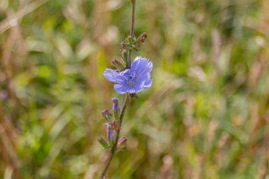Yaygın hindiba (Cichorium intybus) çiçekleri yaz boyunca bir çayırda çiçek açar