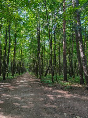 Yaz boyunca ormanda boş bir patika.
