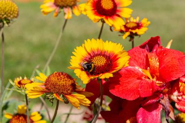 Bumblebee bahçede sarı battaniye çiçeği (Gaillardia aristata) toplamaktadır.