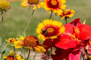 Bumblebee bahçede sarı battaniye çiçeği (Gaillardia aristata) toplamaktadır.