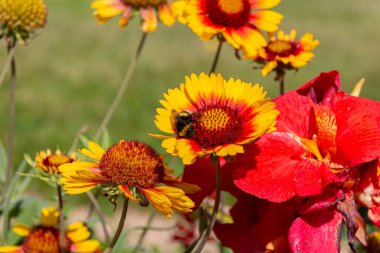 Bumblebee bahçede sarı battaniye çiçeği (Gaillardia aristata) toplamaktadır.
