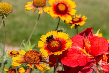 Bumblebee bahçede sarı battaniye çiçeği (Gaillardia aristata) toplamaktadır.