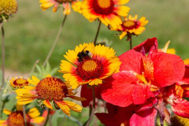 Bumblebee bahçede sarı battaniye çiçeği (Gaillardia aristata) toplamaktadır.
