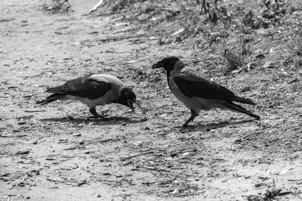 Birkaç Kuzgun Corvus Cornix Sahildeki Çimlerde Siyah Beyaz Fotoğraf — Stok fotoğraf