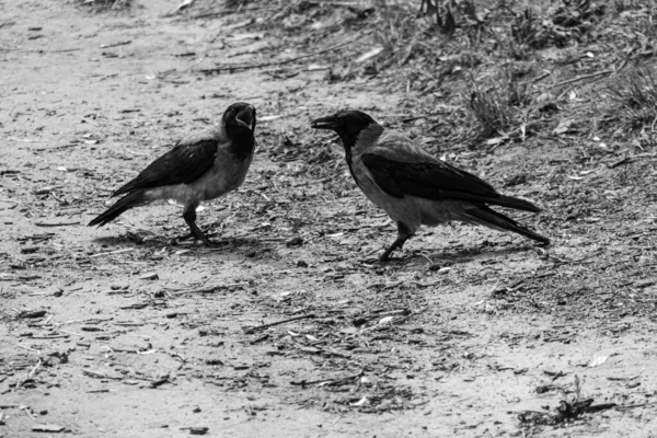 Μερικά Κοράκια Corvus Cornix Γρασίδι Κοντά Στην Παραλία Ασπρόμαυρη Φωτογραφία — Φωτογραφία Αρχείου