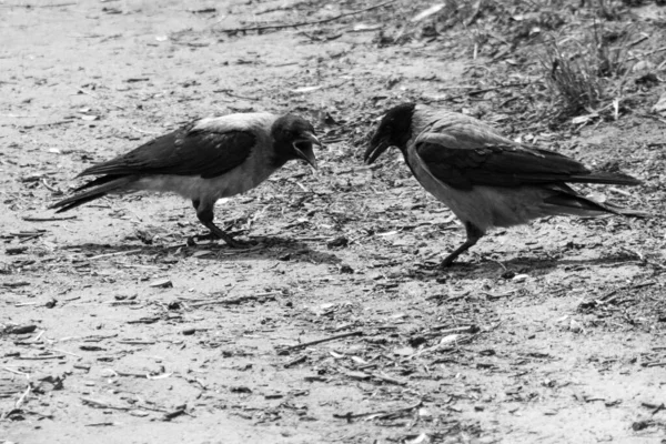 Birkaç Kuzgun Corvus Cornix Sahildeki Çimlerde Siyah Beyaz Fotoğraf — Stok fotoğraf