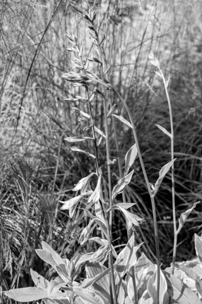 夏の間 公園内の牧草地に花を咲かせ 黒と白の写真 — ストック写真