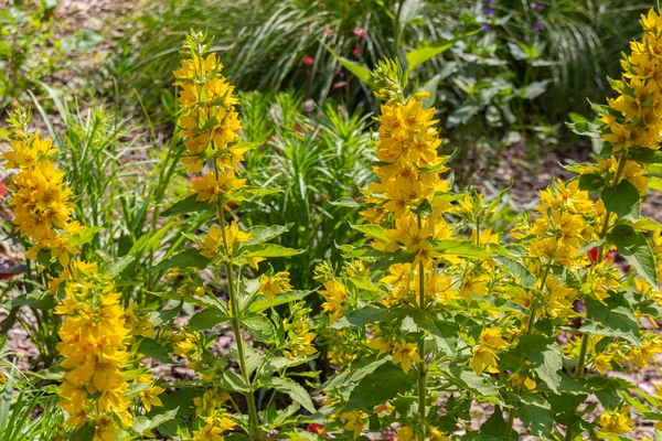 草甸上盛开的荔枝花 黑白照片 美丽的夏季牧场 — 图库照片