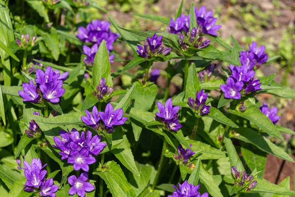 꽃피는 자주색하레 Campanula Rotundifolia 정원에 꽃이다 — 스톡 사진