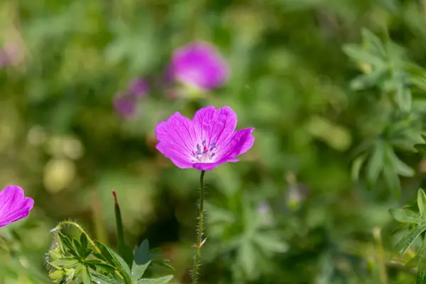 Kwitnące Purpurowe Kwiaty Geranium Parku Ogród Żurawiami — Zdjęcie stockowe