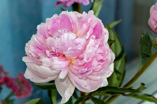 Bloeiende Roze Pioenroos Bij Het Raam Zomerbloemen — Stockfoto