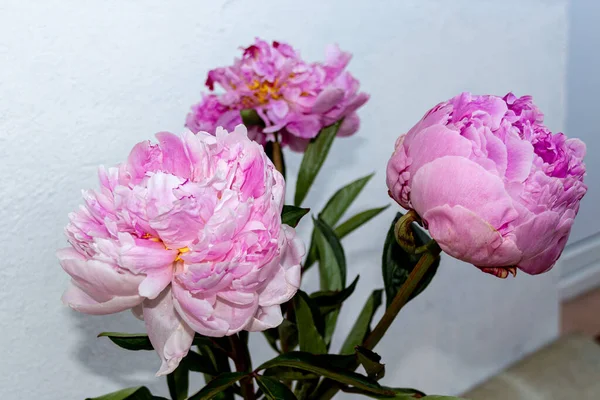 Açık arkaplanda çiçek açan pembe şakayık çiçekleri, yaz çiçekleri.