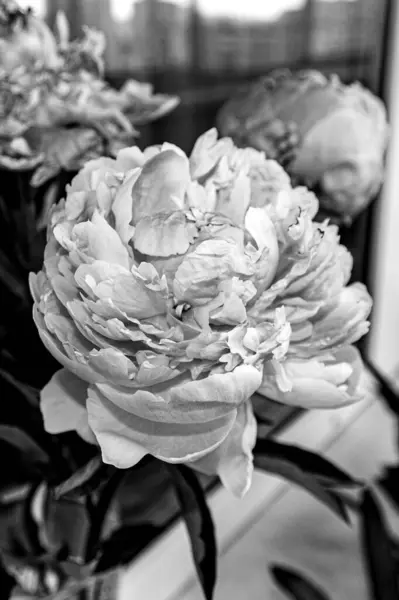 Pencerenin Yanında Çiçek Açan Şakayık Çiçekleri Siyah Beyaz Fotoğraf — Stok fotoğraf
