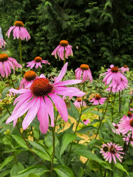 Parktaki bahçede çiçek açan Echinacea çiçekleri