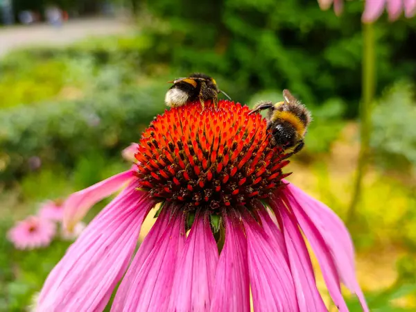 Zwei Hummeln Auf Blühenden Echinacea Blüten Garten — Stockfoto