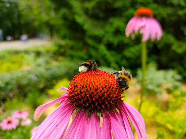 Zwei Hummeln Auf Blühenden Echinacea Blüten Garten — Stockfoto