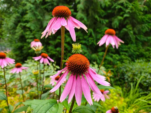 Kwitnące Kwiaty Echinacea Ogrodzie Parku — Zdjęcie stockowe