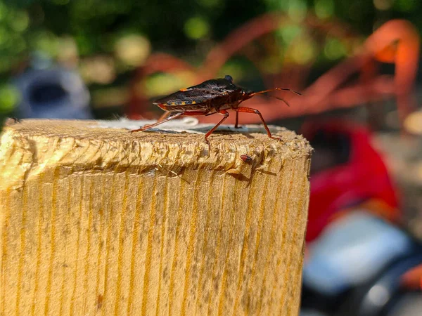 Makro Foto Brown Marmorated Smraďoch Bug Halyomorpha Halys Desce Parku — Stock fotografie