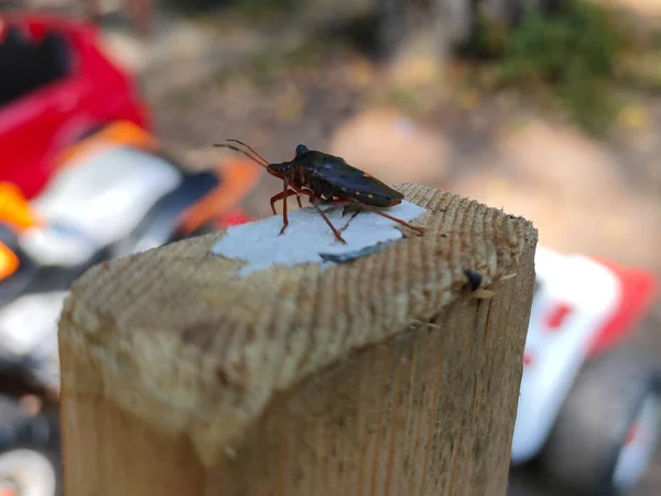 Makro Zdjęcie Śmierdzącego Robaka Halyomorpha Halys Planszy Parku — Zdjęcie stockowe