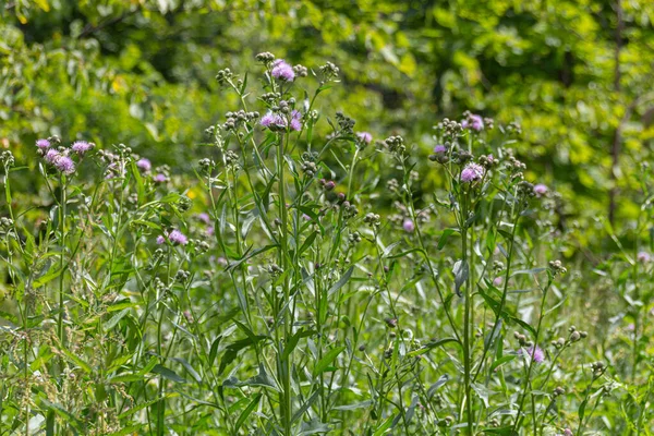 Fioritura Cardi Senza Piombo Carduus Prato Durante Estate — Foto Stock