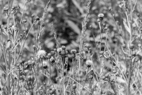 Цветущие Plumeless Чертополох Кардуус Лугу Черно Белое Фото — стоковое фото