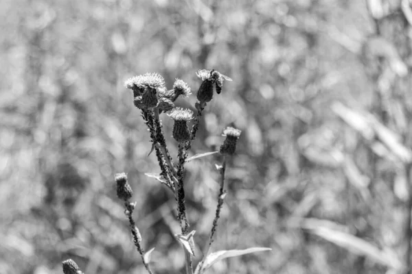 草原にプラムレスなアザミ カルドゥス を咲かせ 黒と白の写真 — ストック写真