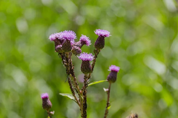 Blooming Plumeless Thistles Carduus Meadow Summer — Stock Photo, Image