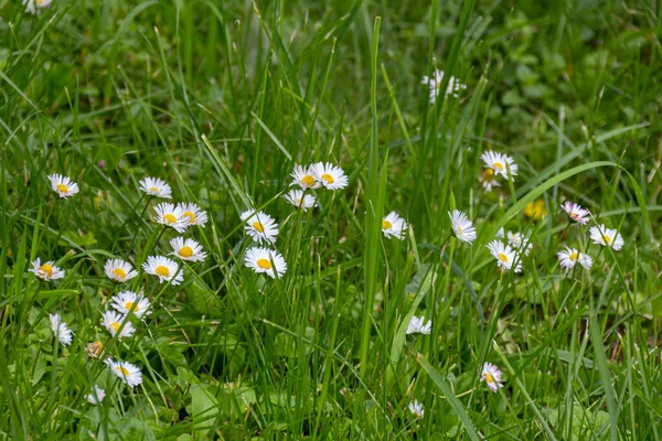 Blooming Chamomile Flowers Meadow Park Summer — Stock Photo, Image