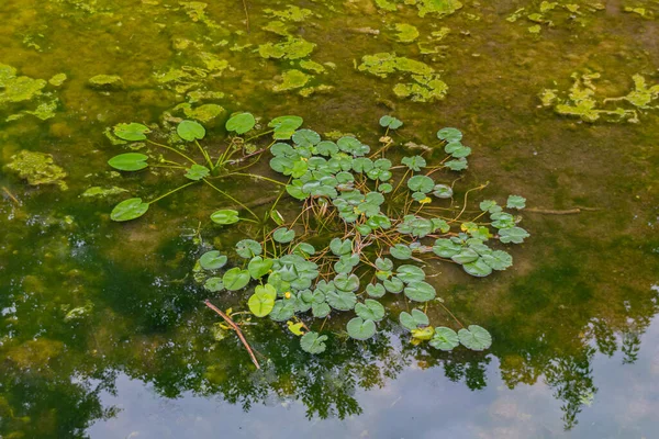 Nymphaea (su zambakları) - su, su bitkisi, yaz göleti