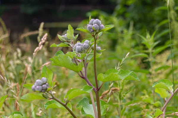 Bardana Lanuda Bardana Baja Arctium Tomentosum Prado — Foto de Stock