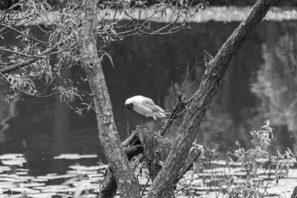 Black Headed Gull Chroicocephalus Ridibundus Sitting Tree Pond Black White — Stock Photo, Image