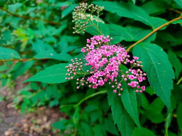Bahçede çiçek açan pembe Spiraea japonica (Japon çayırkuşu, Japon sarmaşığı)