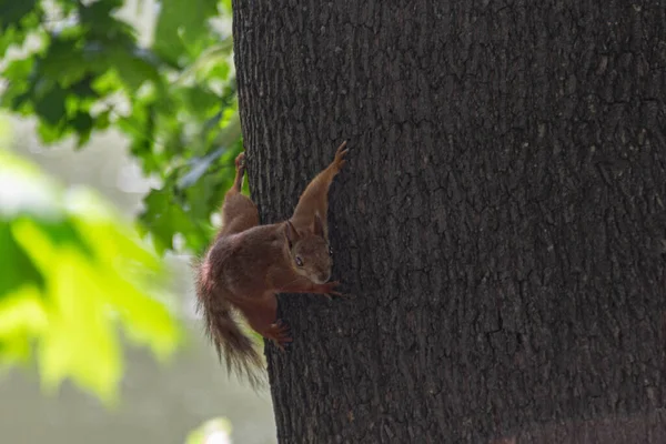 Eurasisches Rotes Eichhörnchen Sciurus Vulgaris Auf Einem Baum Sommer — Stockfoto