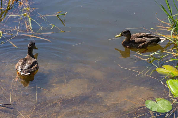 Deux Canards Nageant Dans Étang Près Des Nénuphars Nymphaea — Photo